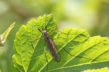 close up mosquito