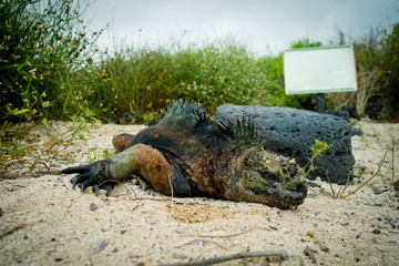 iguanas in santa cruz galapagos islands