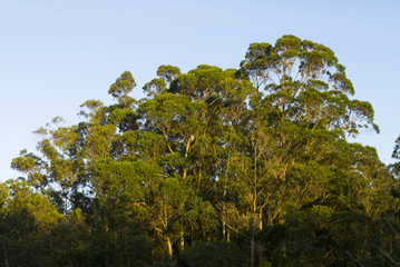 Eucalyptus globulus