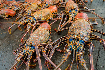 Fresh lobsters of santa cruz in market seafood photographed in fish market, galapagos