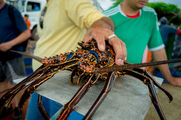 Fisherman holding fresh lobsters of santa cruz in market seafood photographed in fish market,...