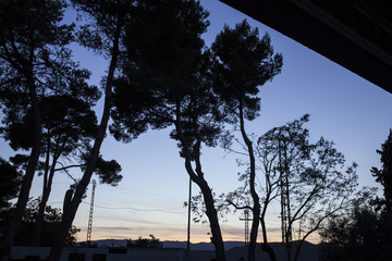 Árboles en contra-luz en el atardecer