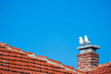 Naklejka premium Love is to look together in the same direction. Seagull family sitting on a chimney.