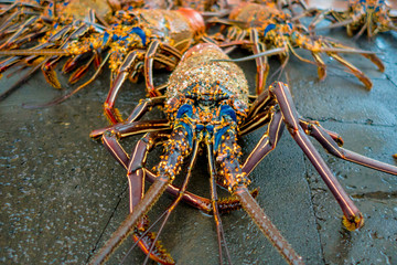 Close up of fresh lobsters of santa cruz in market seafood photographed in fish market, galapagos
