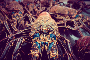 Close up of fresh lobsters of santa cruz in market seafood photographed in fish market, galapagos, vintage