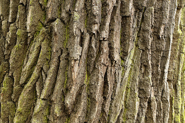 Texture of the bark of a deciduous tree trunk