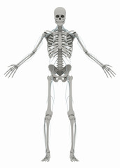 Human's (male) skeleton and nervous system. Image isolated on a white background. 3D illustration