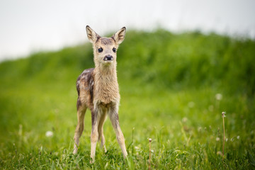 Young wild roe deer in grass, Capreolus capreolus. New born roe deer, wild spring nature.