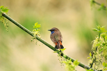 Bluethroat