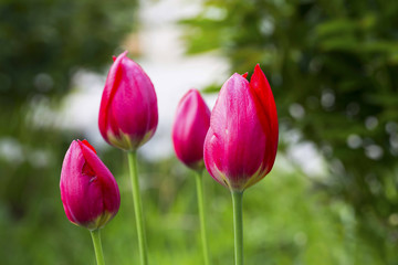 Pink tulips closeup