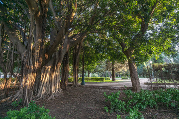 Aerial roots Banyan tree Ficus benghalensis Magnificent trees. Jardines del Real, Walk in-between trees Viveros Valencia, near old dry riverbed of the River Turia