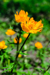 Yellow globe-flower in forest