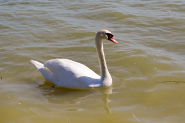Fototapeta premium Swan on the lake of madine