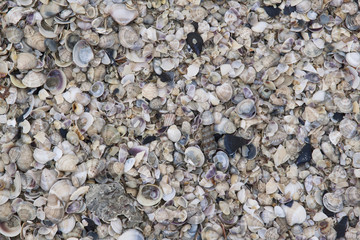frutti di mare aperte alla deriva
