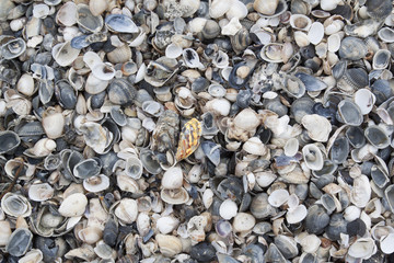 vongole aperte alla deriva spiaggia