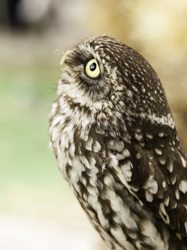 Owl on display