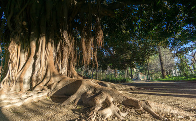 Aerial roots Banyan tree Ficus benghalensis Magnificent trees. Old tree roots simulating a hand Jardines del Real, Walk in-between trees Viveros Valencia, near old dry riverbed of the River Turia