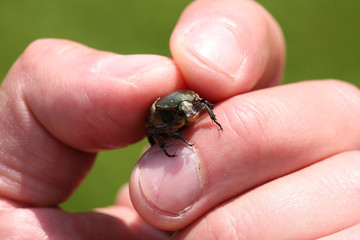 golden stag beetle