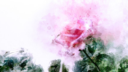 Roses watercolor painting, digital illustration art for using to be background