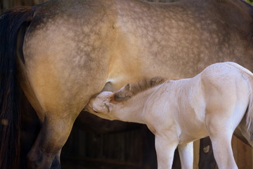animal soul, cute palomino foal drinking at it&acute;s mother