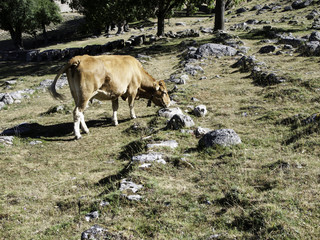 Cows grazing field