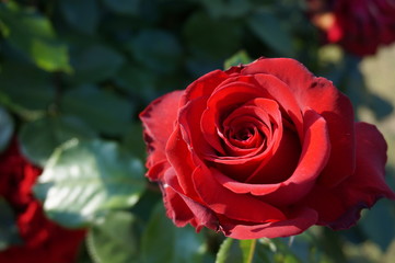 Red Rose of garden　情熱の赤いバラ