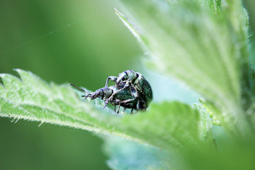 seidiger Rüsselkäfer bei der Paarung, Natur, Käfer, Tiere
