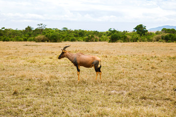 topi antelope grazing in savannah at africa