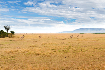 Fototapeta na wymiar eland antelopes grazing in savannah at africa