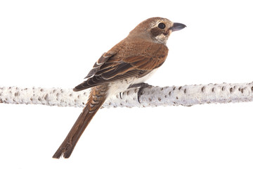 Rufous-tailed shrike