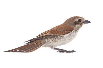 Rufous-tailed shrike