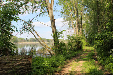 Weg am Teich, Landschaft, Natur