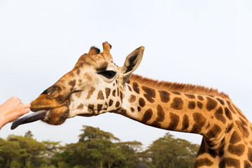 hand feeding giraffe in africa
