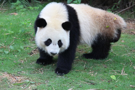 Fototapeta A fluffy happy panda