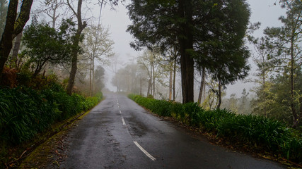 Fototapeta na wymiar Madeira - Foggy forest near Porto Moniz with empty road