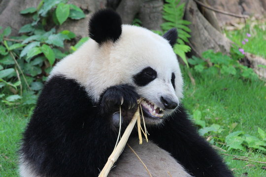 Fototapeta A fluffy happy panda