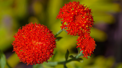 Madeira - Huge red flowers blooming in Funchal in Parque de Santa Catarina