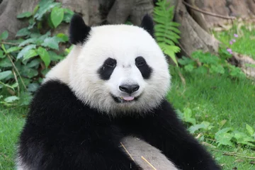 Crédence de cuisine en verre imprimé Panda A fluffy happy panda