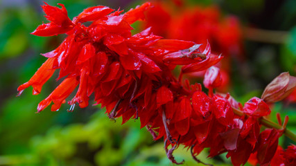 Madeira - Funchal - Jardim Botânico da Madeira - Huge red flower blooming - Lamiaceae Brasil