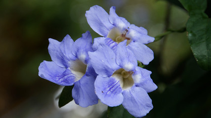 Madeira - Funchal - Jardim Bot&acirc;nico da Madeira with purple blooming flowers