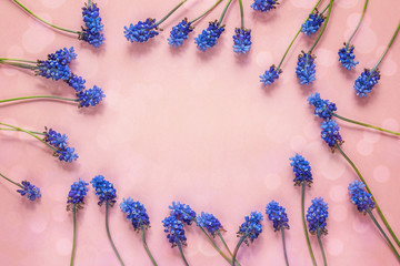 Frame of blue muscari flowers on pink background. Place for text. Top view.