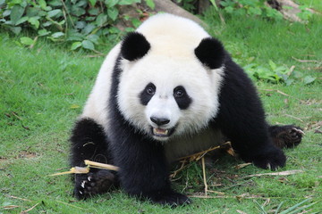 Fototapeta premium A fluffy happy panda