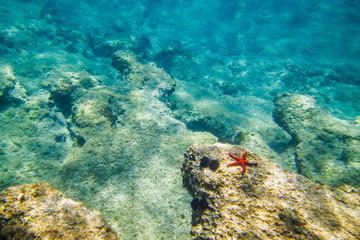 Naklejka na ściany i meble Red Starfish on reef