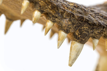 teeth of crocodile