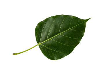 Obraz premium Bo leaves