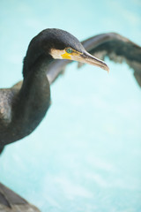 A majestic looking Cormorant bird who is a fish-eater, looking out for its next prey.