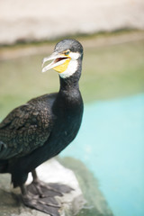A majestic looking Cormorant bird who is a fish-eater, looking out for its next prey.