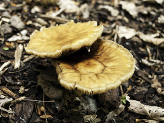 Wild mushrooms forest