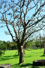 Fototapeta premium Trees in a park in a sunny day of winter.