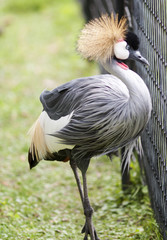 Fototapeta premium Bird with Long Hair